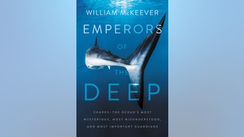 William McKeever: Sharks aren't quite the threat that 'Jaws' portrayed