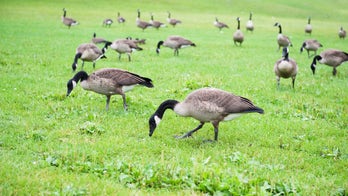 Some Denver residents protest killing of Canada geese at city parks to manage the growing population