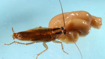 Cockroaches are getting 'closer to invincibility,' scientists warn