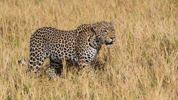 Supermarket managers step down amid controversy over safari photos