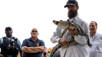 Reptile wrangler who retrieved alligator from Chicago lagoon throws first pitch before Cubs game