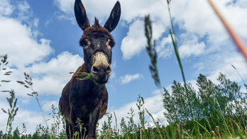 A mule wandered into the Tel Aviv airport, and officials aren't sure where it came from