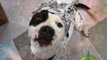 Oklahoma City animal shelter asks Area 51 raiders to 'come storm our shelter' instead, gets huge response