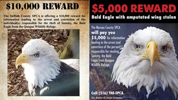 Reward for bald eagle stolen from Long Island refuge climbs to $20,000