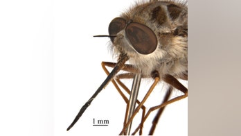 New species of fly named after 'Game of Thrones' villain