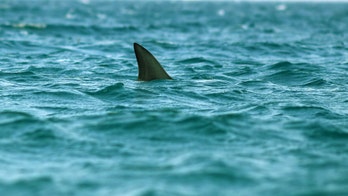 Coast Guard scares off shark to protect swimming crew members, video shows