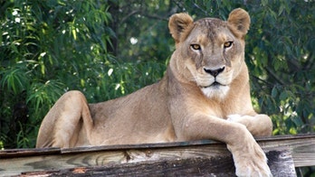 North Carolina lion dies during heat wave, wild cat sanctuary says