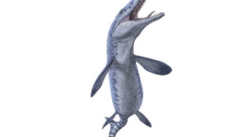 Miners looking for gemstones find ancient sea monster instead