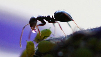 Deadly fungus creates 'zombie ants' and hijacks their jaws to cause suicide