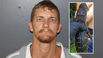 Florida man had baby alligator in front seat during traffic stop, police say