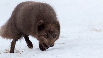 Arctic fox goes on epic 2,000-mile journey from Norway to Canada, leaving scientists stunned