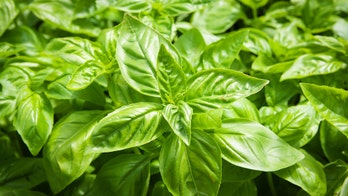 Multi-state cyclospora outbreak linked to fresh basil from Mexico, FDA says