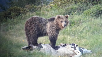 'Escape genius' bear scales three electric fences, 13-foot high barrier in daring breakout