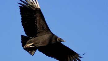 Kentucky farmers say federally protected vultures are terrorizing livestock: report
