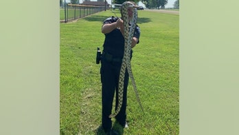 Giant bullsnake found in Minnesota home’s bathtub, officials say