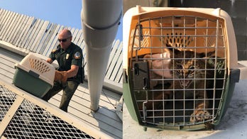 Burger King calls police for help with bobcat trapped on roof