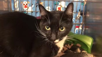 Idaho firefighters respond to fire alarm at animal shelter, discover cat triggered it