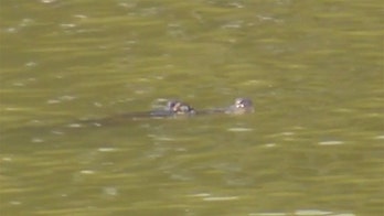 Chicago police spot nearly 5-foot-long alligator swimming in lagoon in popular park