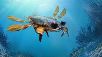 Scientists discover bizarre 'nightmare' crab with cartoon eyes
