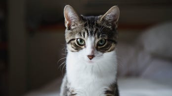 Camera shows cat trying to 'murder' its owner while he sleeps