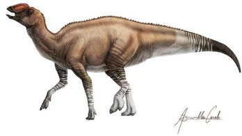 Mysterious new duck-billed dinosaur found