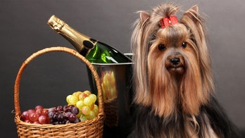Denver hotel celebrates National Dog Day with 'puppies and prosecco' special
