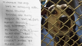 'Amazing dog' abandoned in Connecticut by owner who left note explaining why