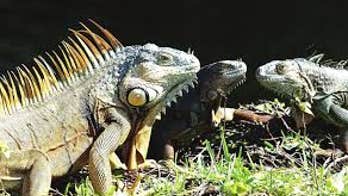 Florida encourages homeowners to kill green iguanas ‘on their own property’