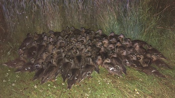 Fowl play? UK police ask 'anyone missing 100 ducklings' after odd roadside discovery