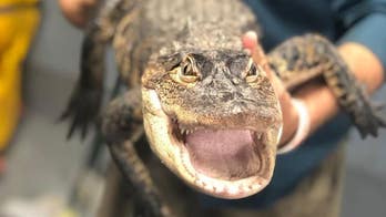 Chicago alligator reportedly moving to Florida: 'Chance the Snapper' will 'be living in luxury'