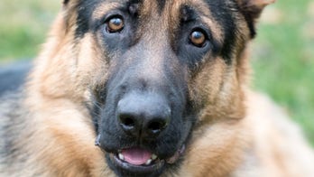 German Shepherd becomes internet star after sticking her face in security camera
