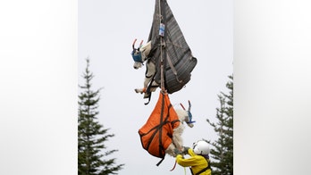 Blindfolded goats airlifted into national park as part of relocation effort