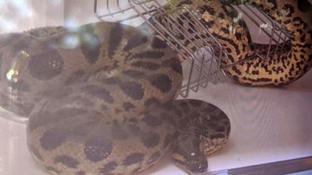 New York man finds missing anaconda under van dashboard