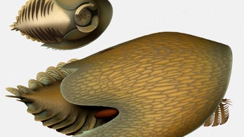 500 million-year-old crab named after Han Solo's Millennium Falcon