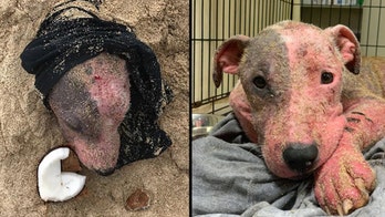 Dog rescued after discovered buried alive on Hawaii beach