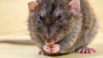 Officials at Chicago airport seize 32 pounds of rat meat from passenger