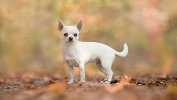 Man offering 1-bedroom home as reward for missing dog