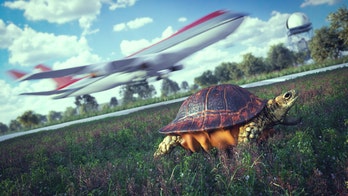 Jetstar flight delayed by turtle slowly crossing tarmac
