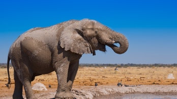 Elephants at Milwaukee Zoo have smashing 'gourd' time with giant pumpkins