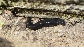 Texas woman discovers horde of black worms known to carry dangerous parasite in backyard