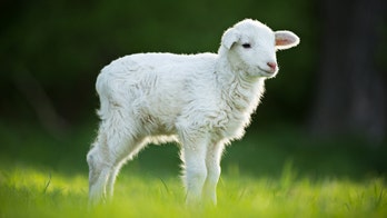 Award-winning lamb under investigation for performance-enhancing drugs