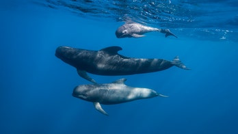 Florida beachgoers, wildlife officials rescue 5 stranded pilot whales