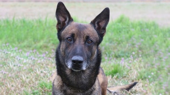 Alabama police narcotics dog dies after falling ill during prison drug search