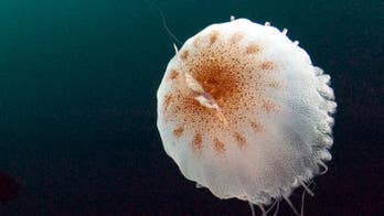 SEE IT: Divers spot human-sized jellyfish off English coast