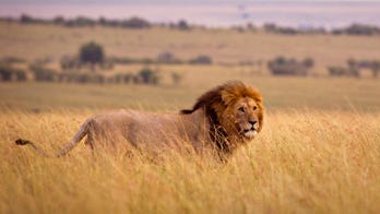 Girl claiming to be daughter of man caught kissing over dead lion responds: 'I don’t consider you my dad anymore'