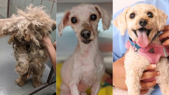 Neglected dog gets adopted after 'Cinderella' makeover
