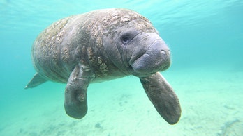 Florida breaks annual manatee death record in first 6 months