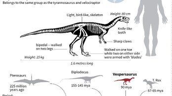 Mysterious carnivorous dinosaur likely walked on a single toe