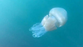 Second human-sized jellyfish spotted off English coast sparks invasion fears: Haven't 'seen the biggest yet'