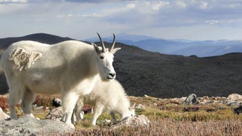 Colorado officials warn humans to not feed wildlife after mountain goats engaging in 'unnatural behaviors'